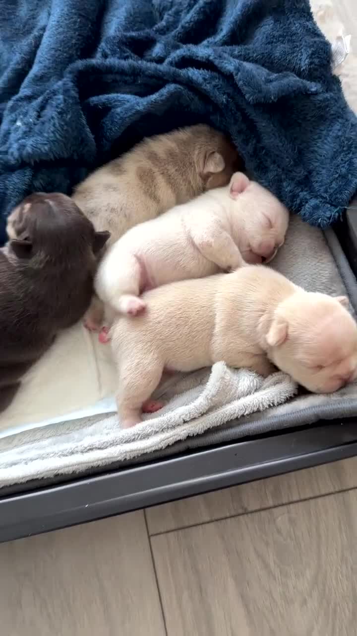 French Bulldog dogs for sale: Stunning KC registered Frenchies😍 4 male 1 female - Video 2