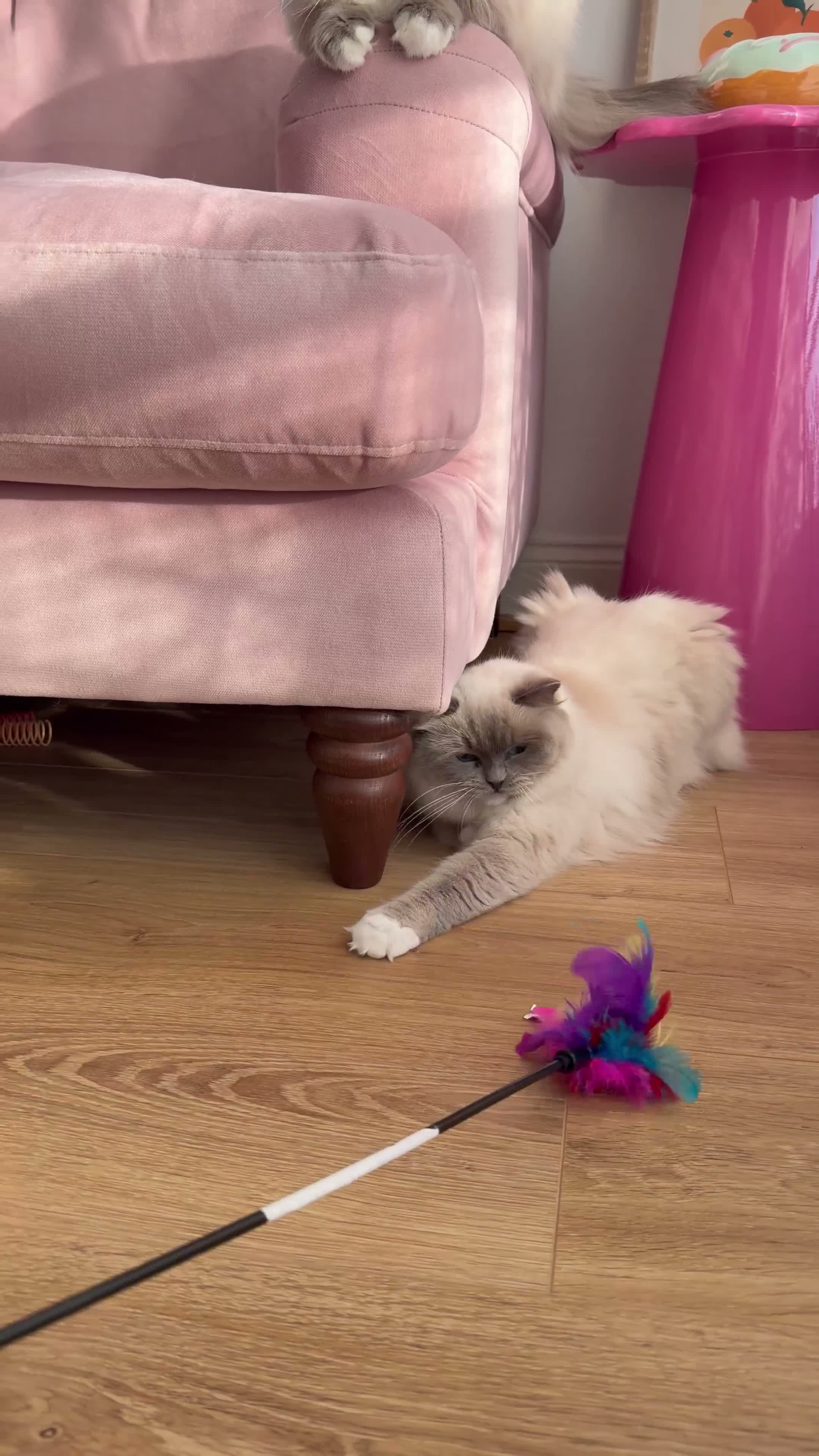 Ragdoll cats for sale: Beautiful Ragdoll Girl 🤍 - Video 1