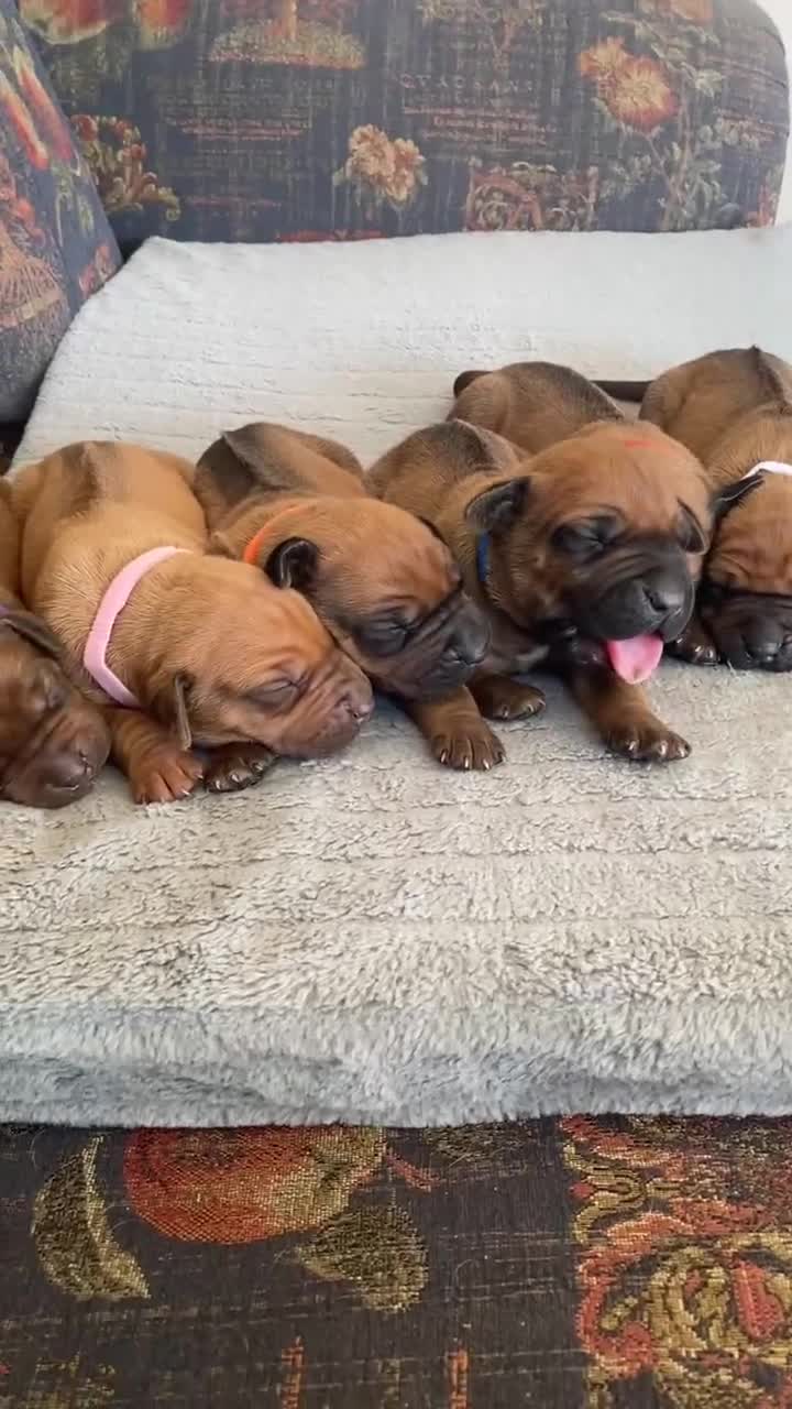 Rhodesian Ridgeback dogs for sale: KC reg Rhodesian Ridgeback puppies - Video 2