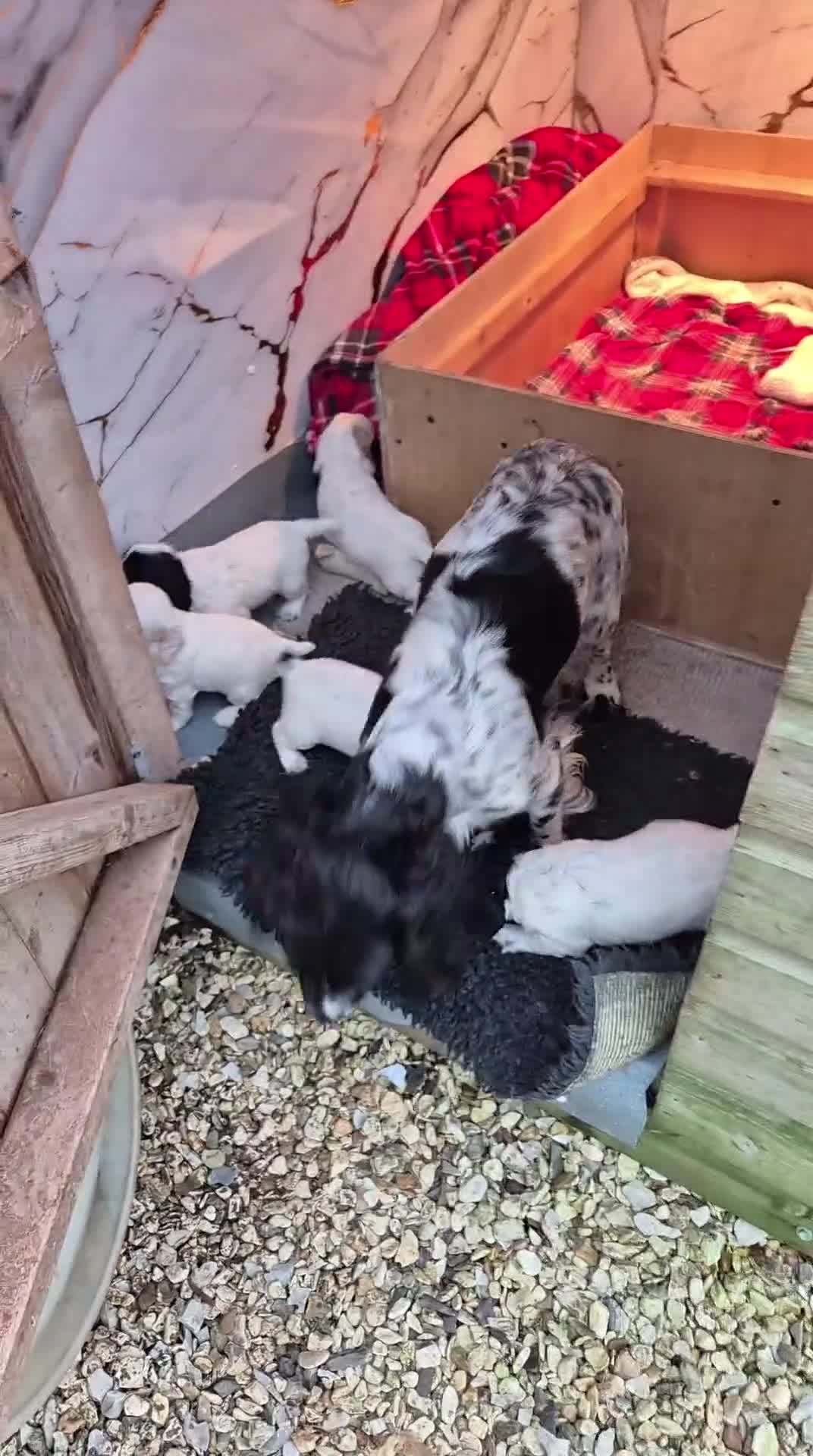 Cocker Spaniel dogs for sale: Cocker spaniel puppies - Video 2