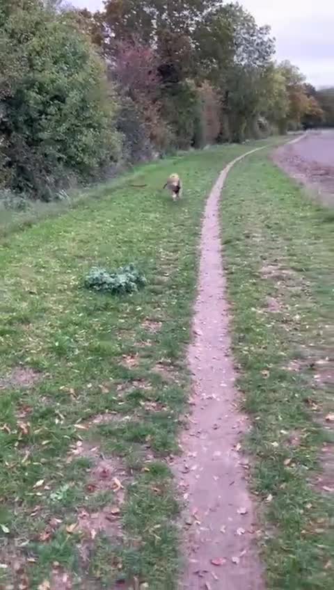 Mixed Breed dogs for adoption: Jojo handsome Beagle cross  - Video 2