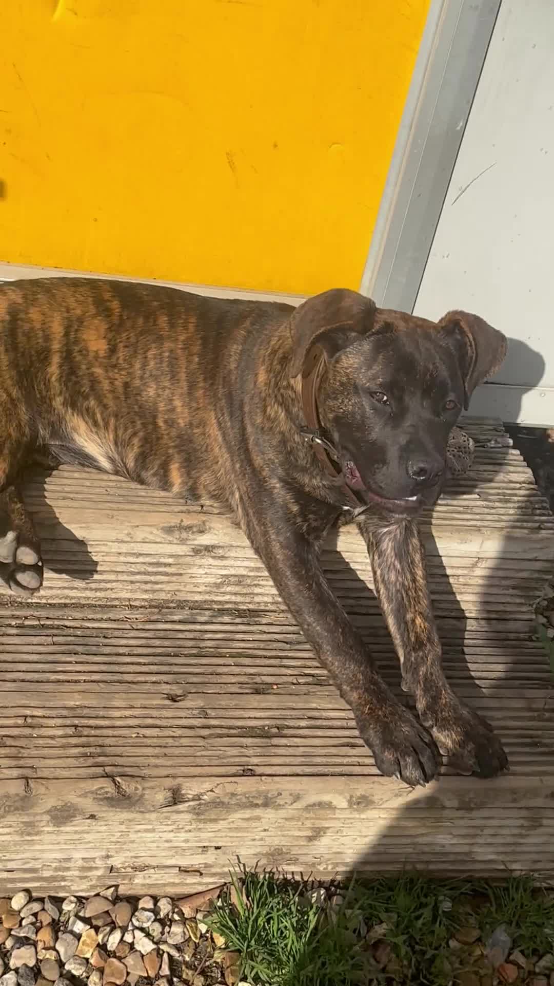 Cane Corso dogs for sale: An absolute stunning guard dog pup in Luton - Video 3