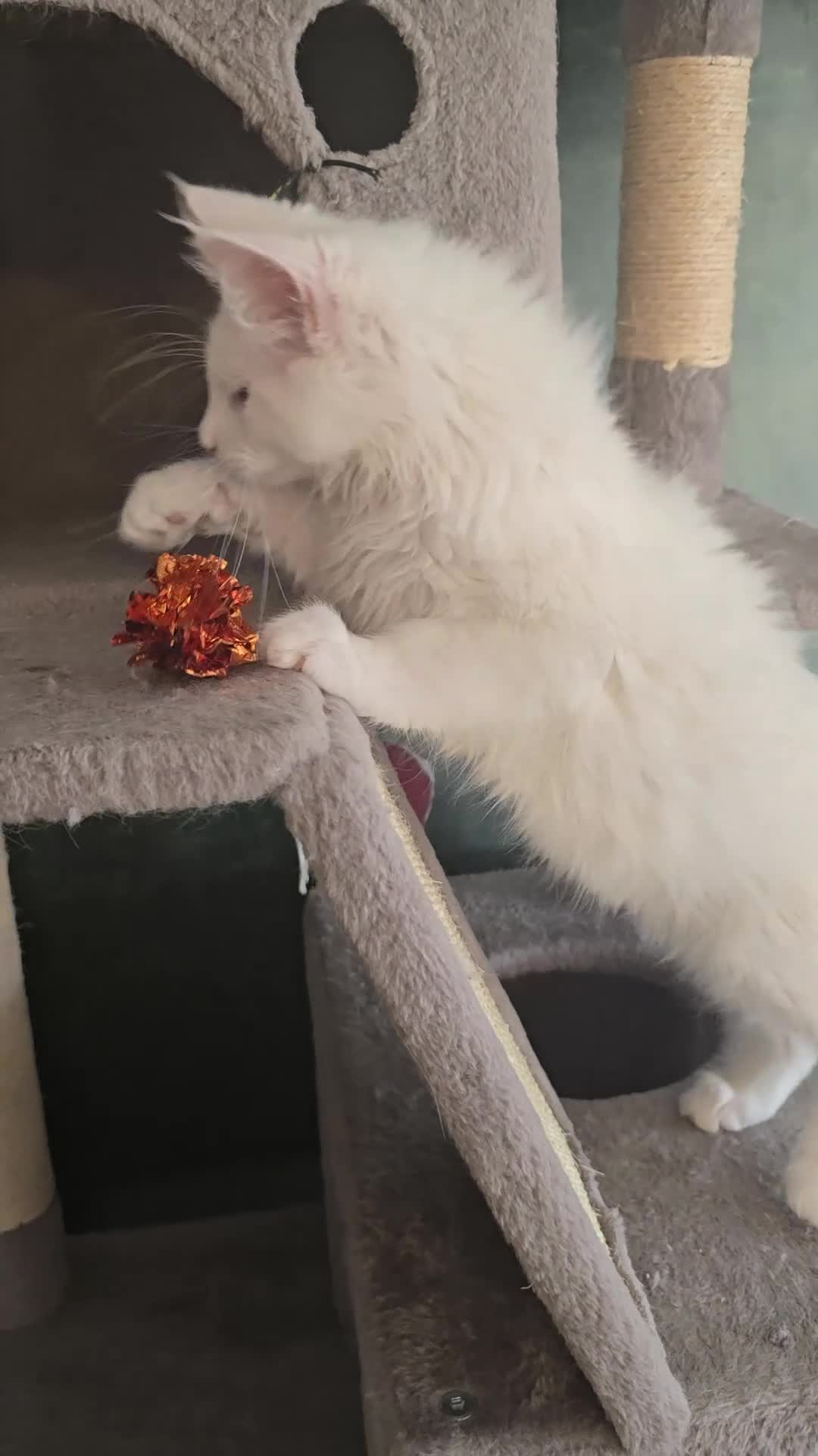 Maine Coon cats for sale: Two Beautiful Maine coons  - Video 1