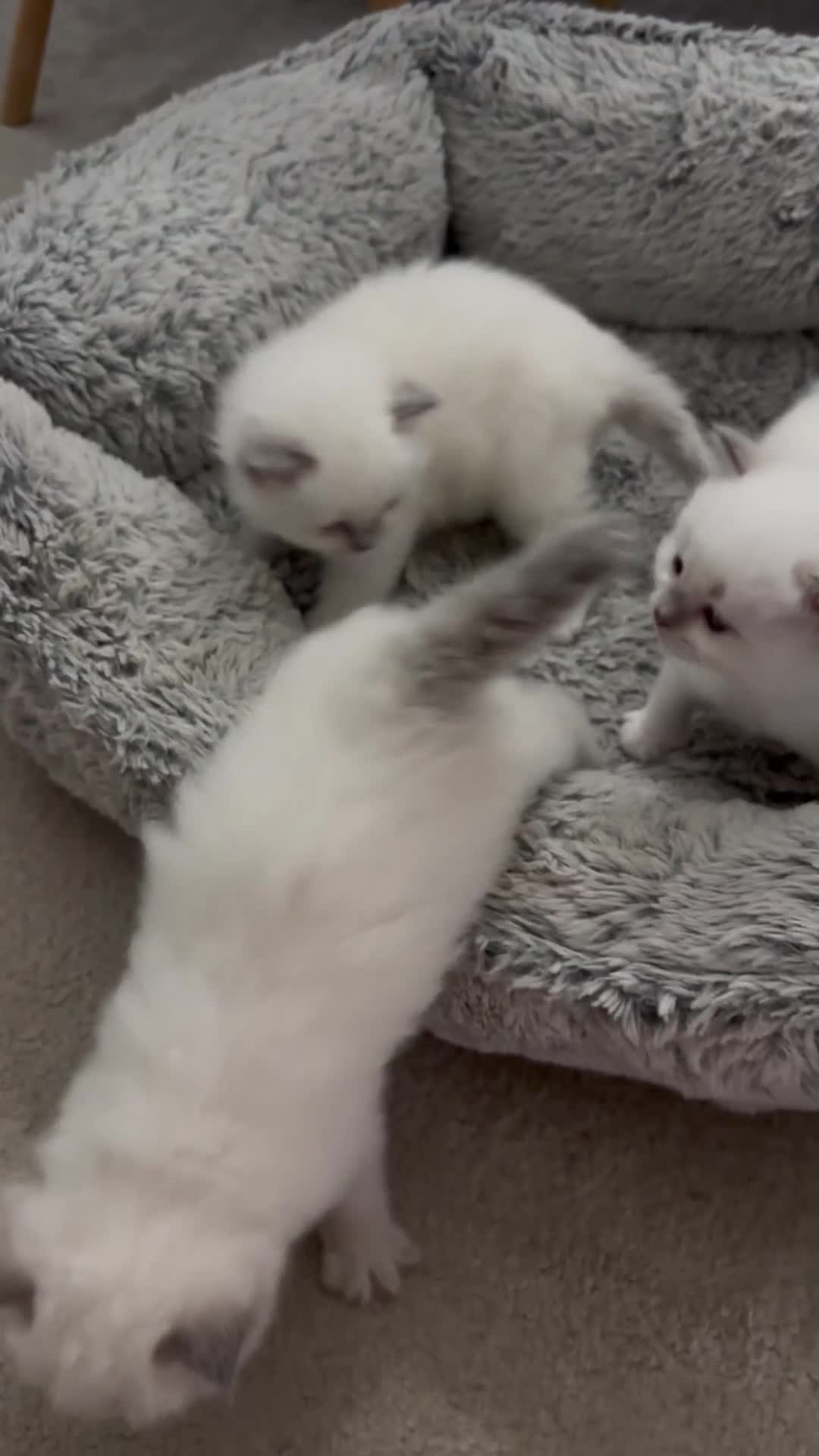 Ragdoll cats for sale: Absolutely Stunning litter of pure Ragdoll kittens - Video 3