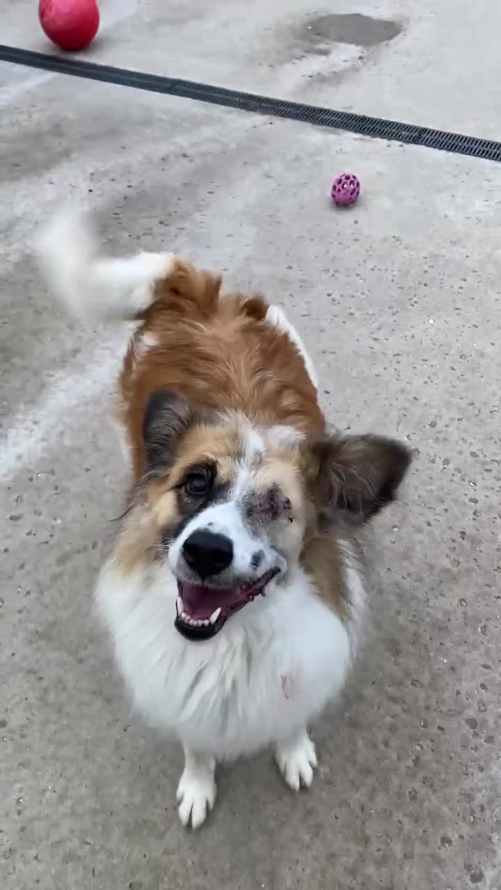 Mixed Breed dogs for adoption: Jessie ❤️ - Video 1