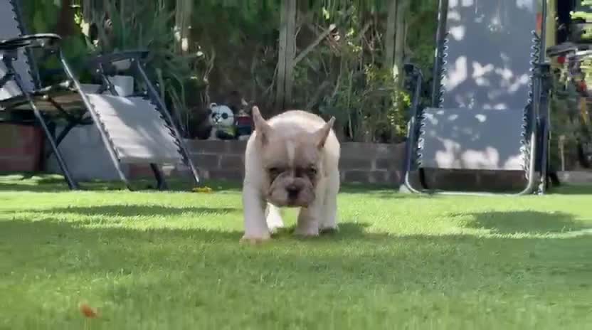 French Bulldog dogs for sale:  French buldogs  . - Video 3