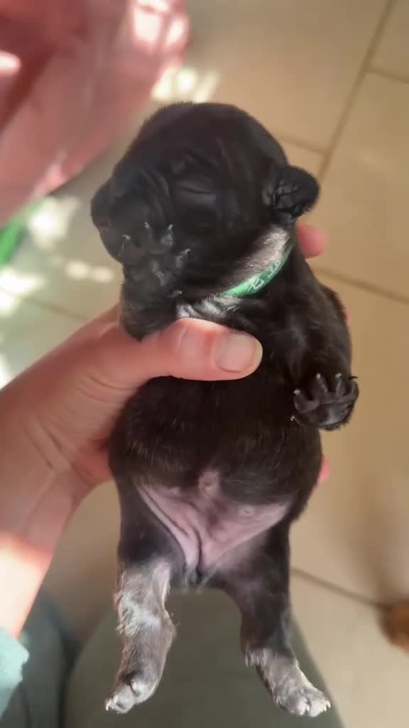 French Bulldog dogs for sale: Beautiful Brindle Frenchie Puppies in London - Video 1