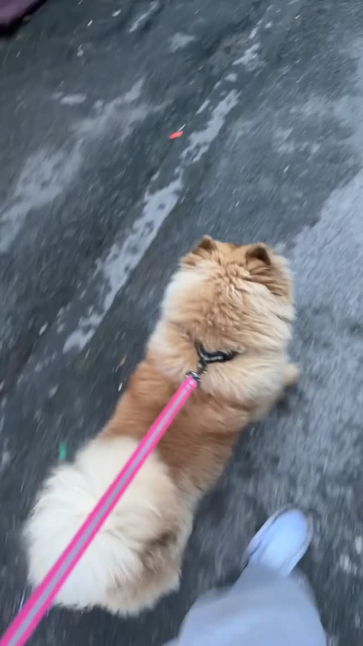 Chow Chow dogs for sale: Chow chow  in Bradford - Video 2