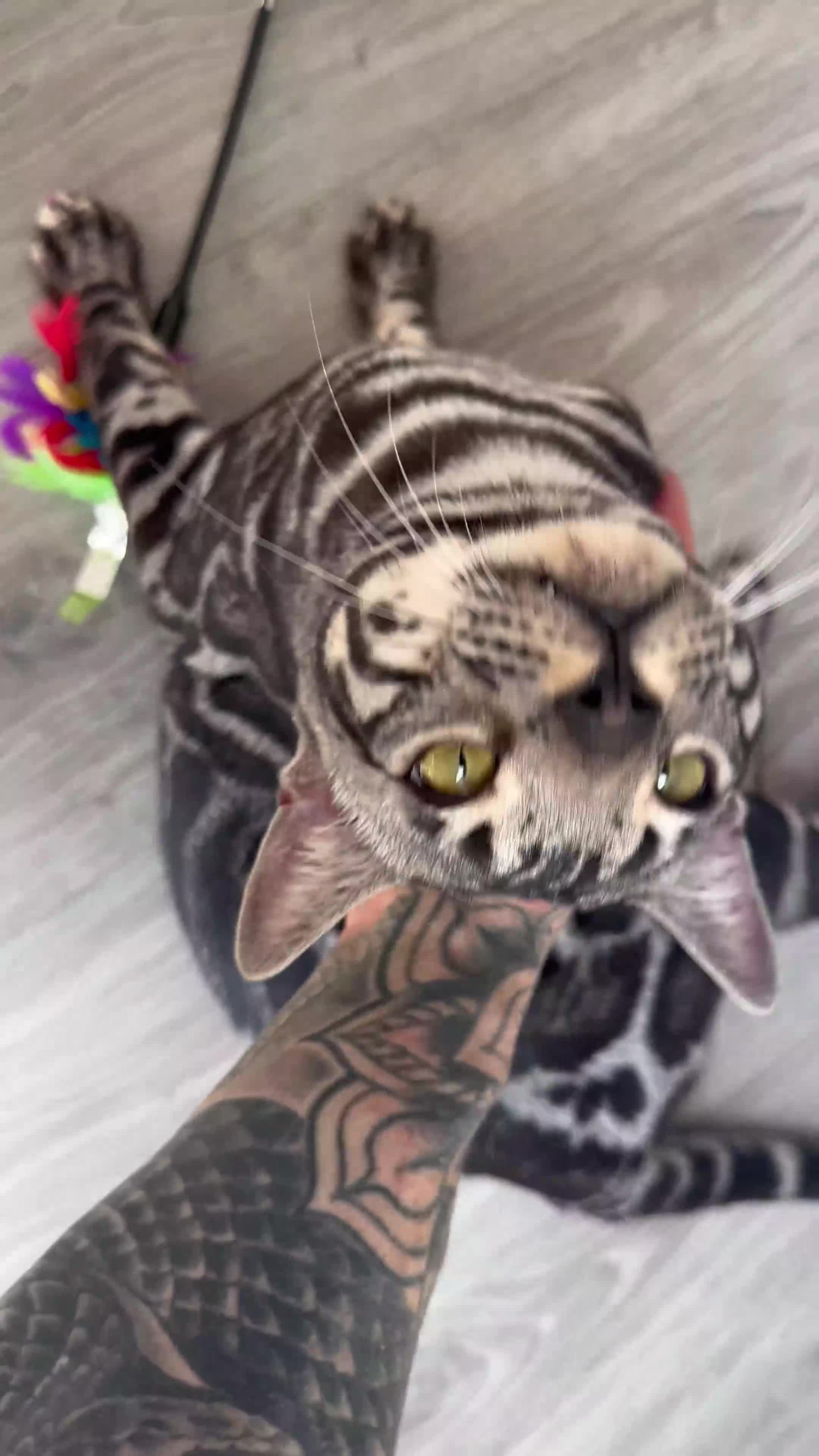 Bengal cats for sale: Exceptional breed quality bengals  - Video 3