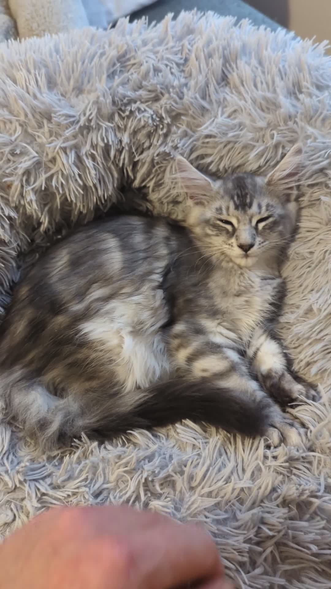 Maine Coon cats for sale: Pedigree Maine Coone Kittens in Helensburgh - Video 2