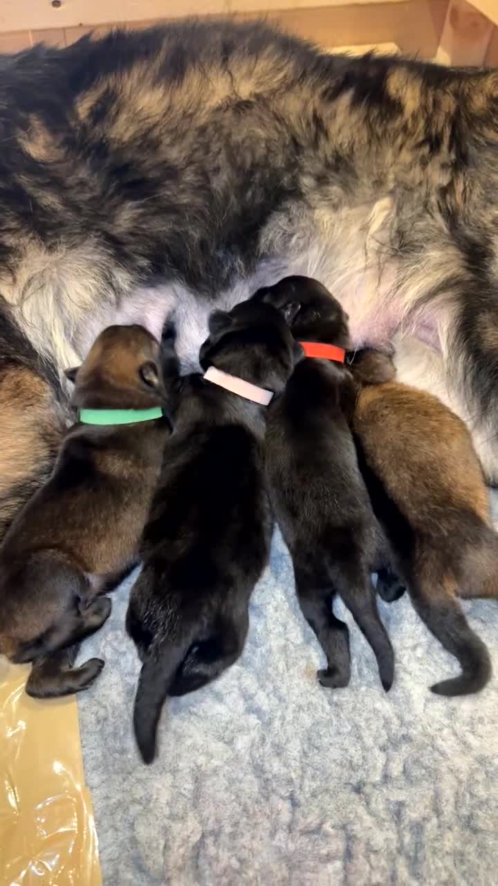 German Shepherd dogs for sale: Pedigree, Czech Line, Straight Back - Video 3