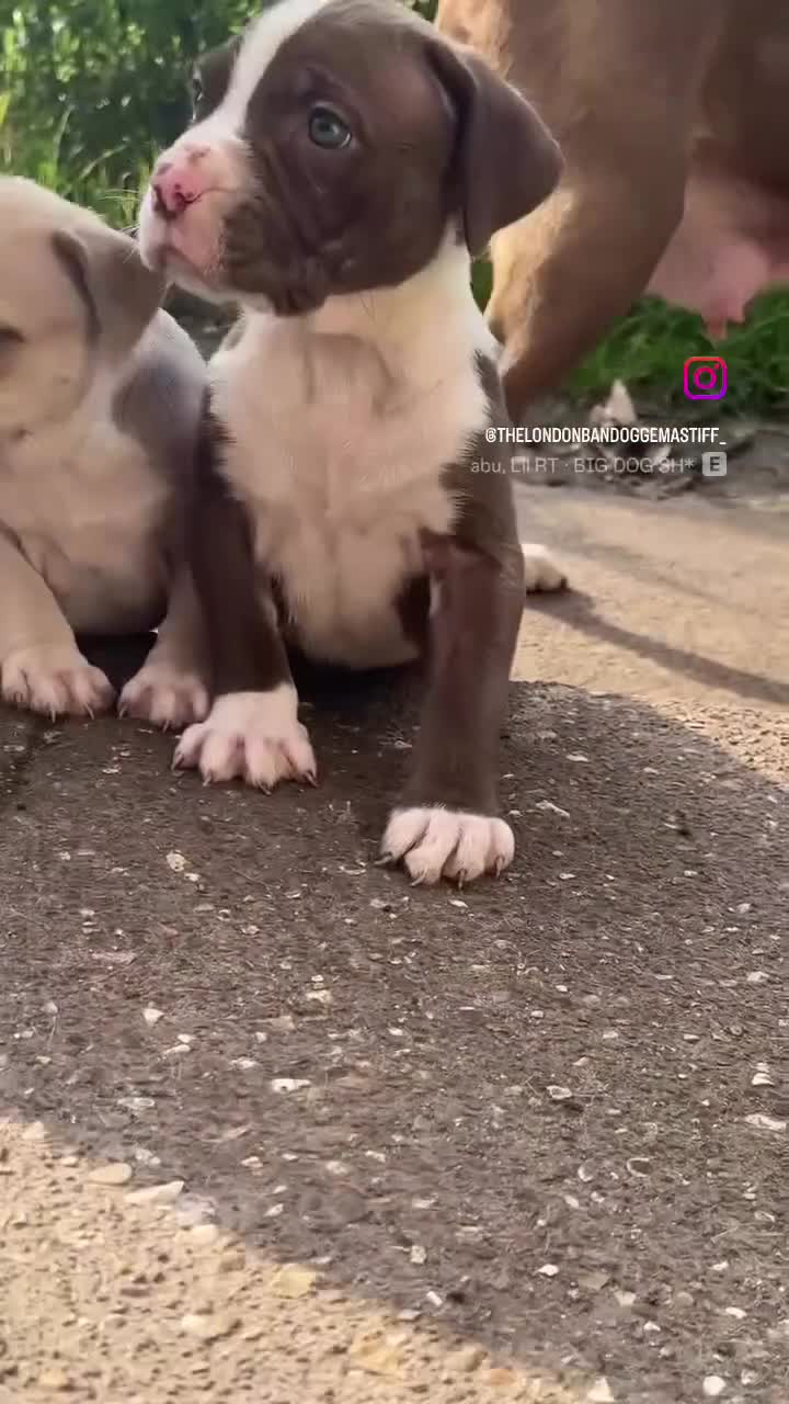 Mastiff dogs for sale: Rare London Bandogge Mastiff Female Puppy  - Video 1