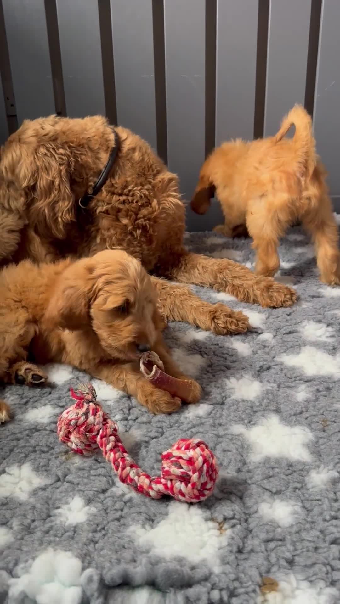 Goldendoodle dogs for sale: Double Doodle pups  - Video 1