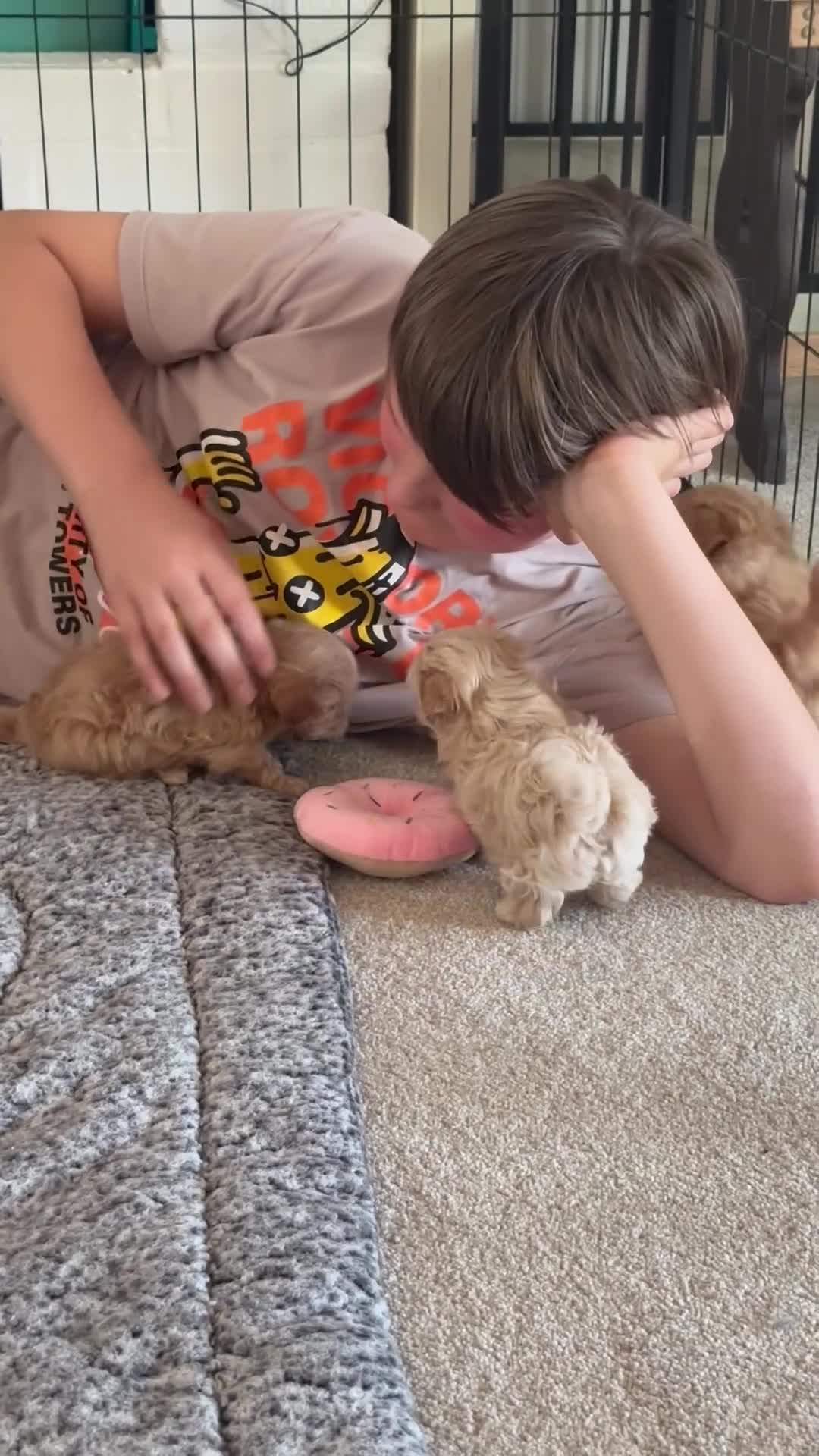 Maltipoo dogs for sale: Just 1 tiny girl left! Asian Maltipoos ❤️ in Grays - Video 1