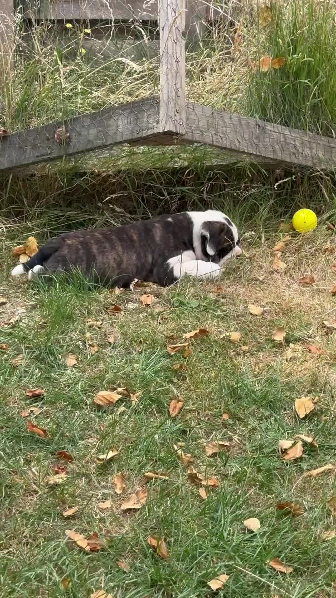 Olde English Bulldogge dogs for sale: 🐾2 Olde English bulldog puppies left 🐾 - Video 3