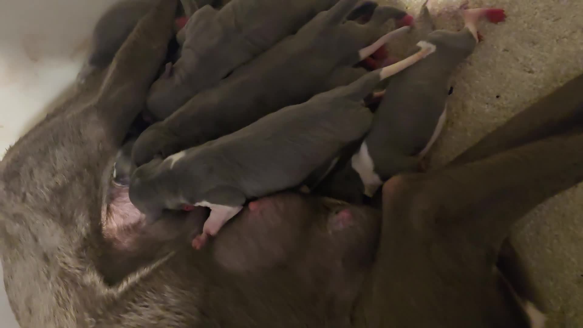 Whippet dogs for sale: 🐾Beautiful Whippet Puppies🐾 - Video 1
