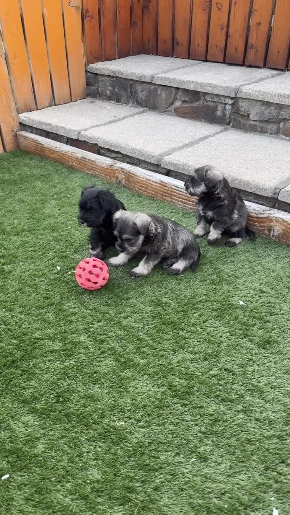 Miniature Schnauzer dogs for sale: Stunning Litter of KC Miniature Schnauzer pups - Video 1