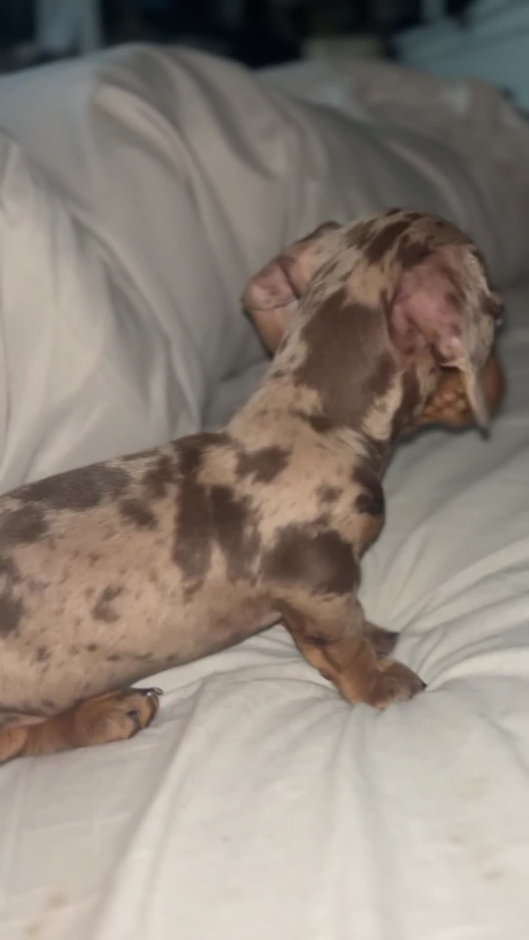 Miniature Dachshund dogs for sale: Female dapple miniature KC reg 💗 - Video 3