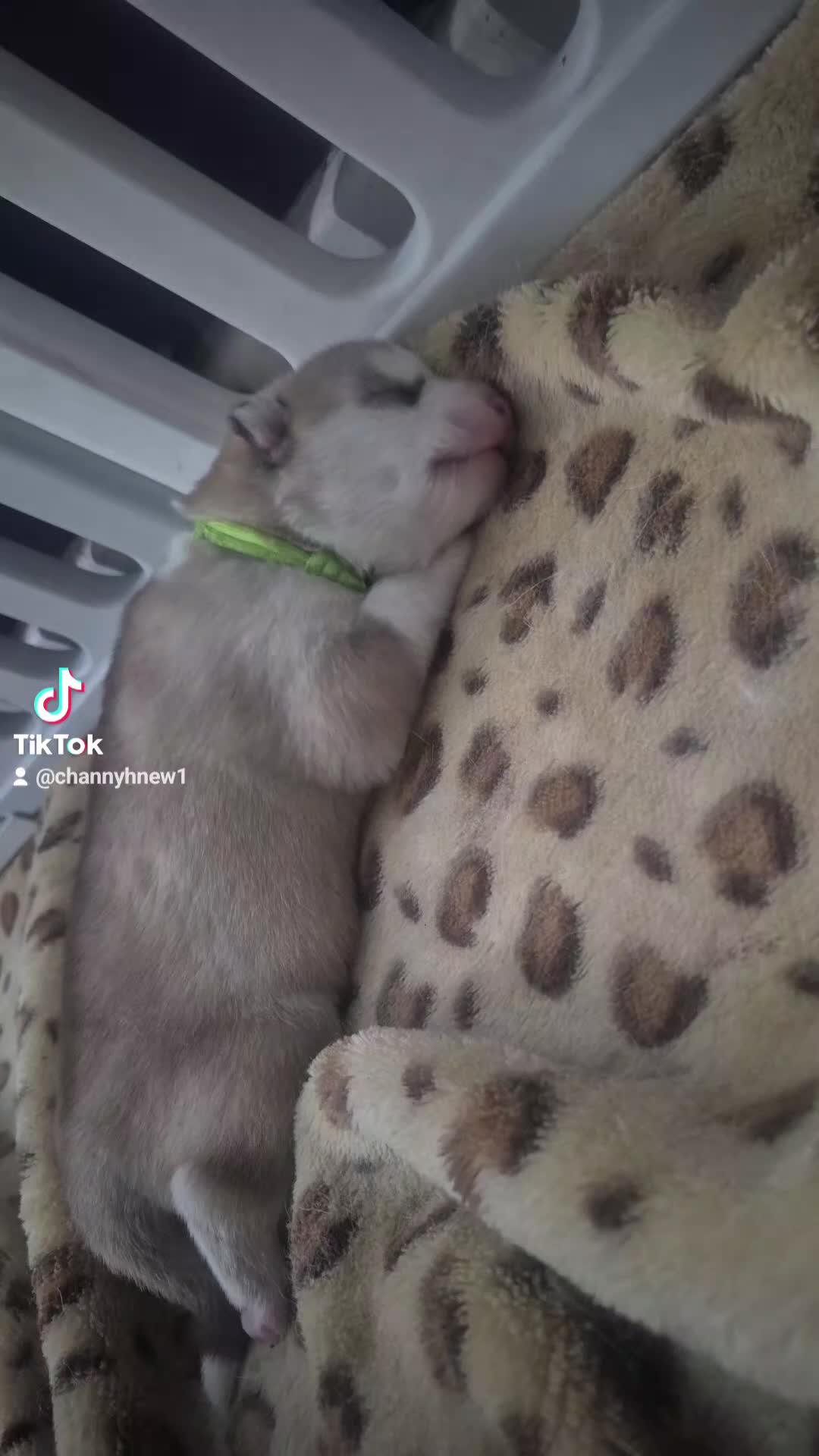 Alaskan Malamute dogs for sale: Beautiful husky malmute puppies - Video 1