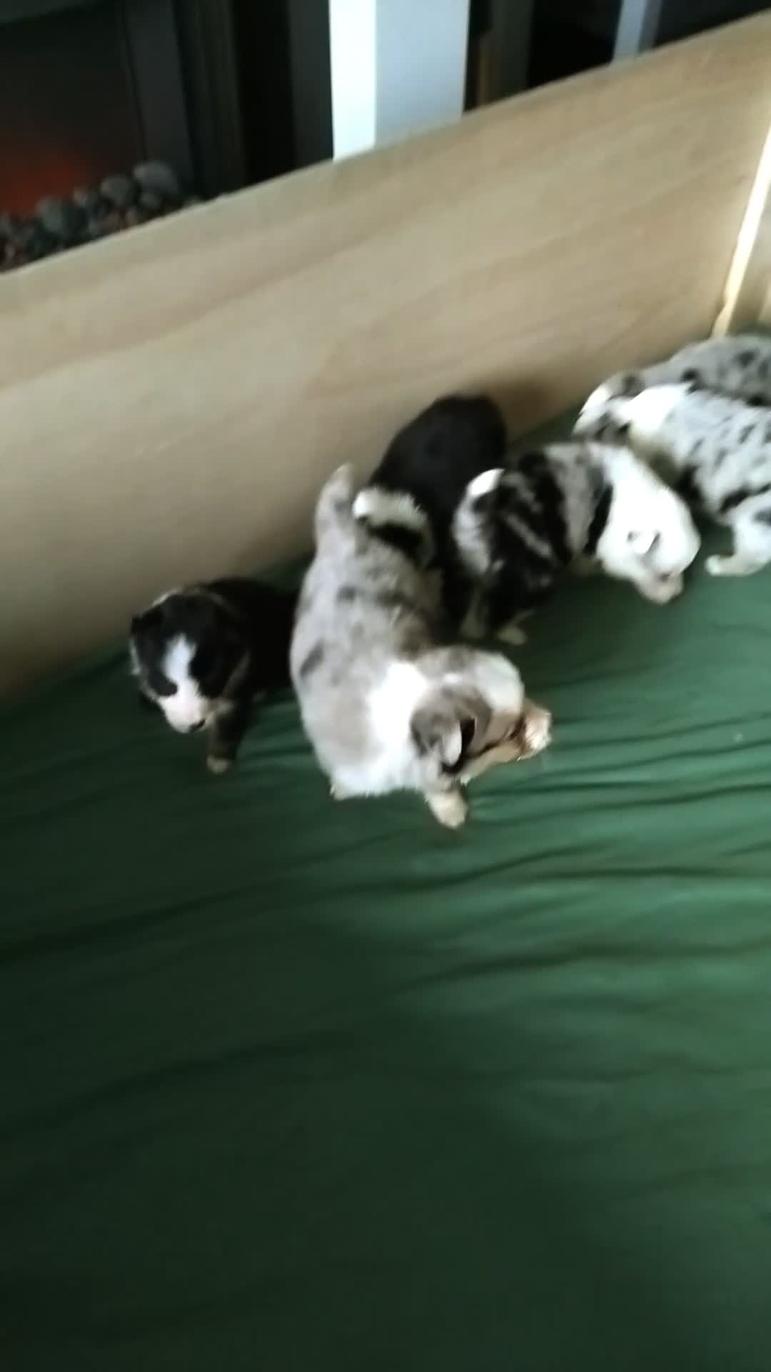 Border Collie dogs for sale: BORDER COLLIE PUPS - Video 1