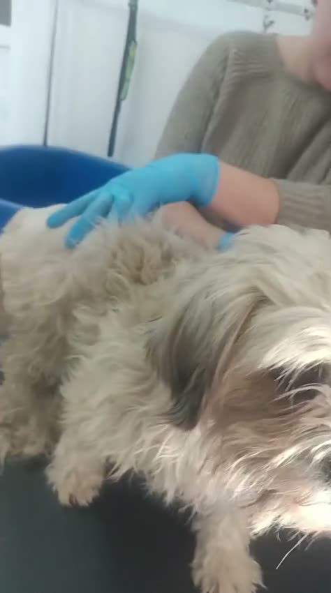 Mixed Breed dogs for adoption: 🍭 LOLLIPOP IS LOOKING FOR HER FOREVER HOME 🍭 - Video 3