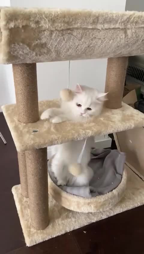 Mixed Breed cats for adoption: BLANCO - AMAZINGLY HANDSOME KITTEN NEUTERED VACCIN - Video 1