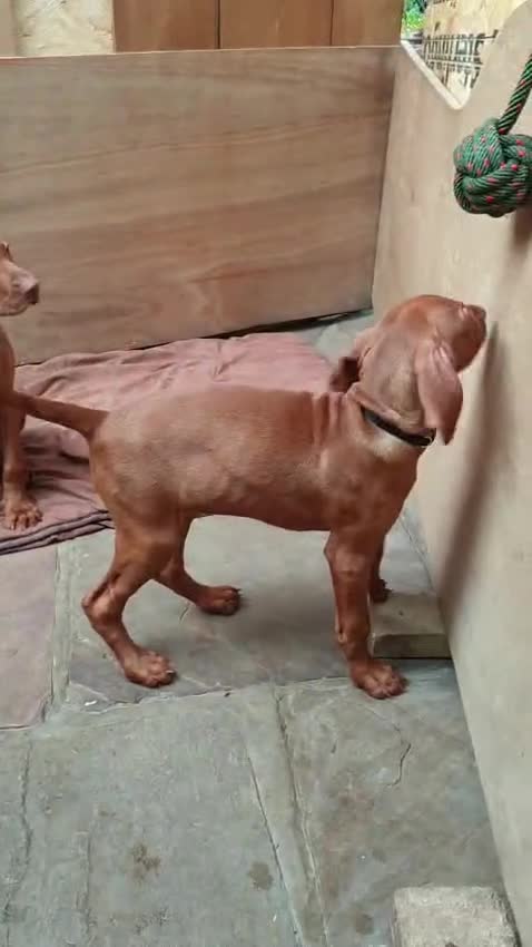 Hungarian Vizsla dogs for sale: Hungarian Vizsla - Video 1