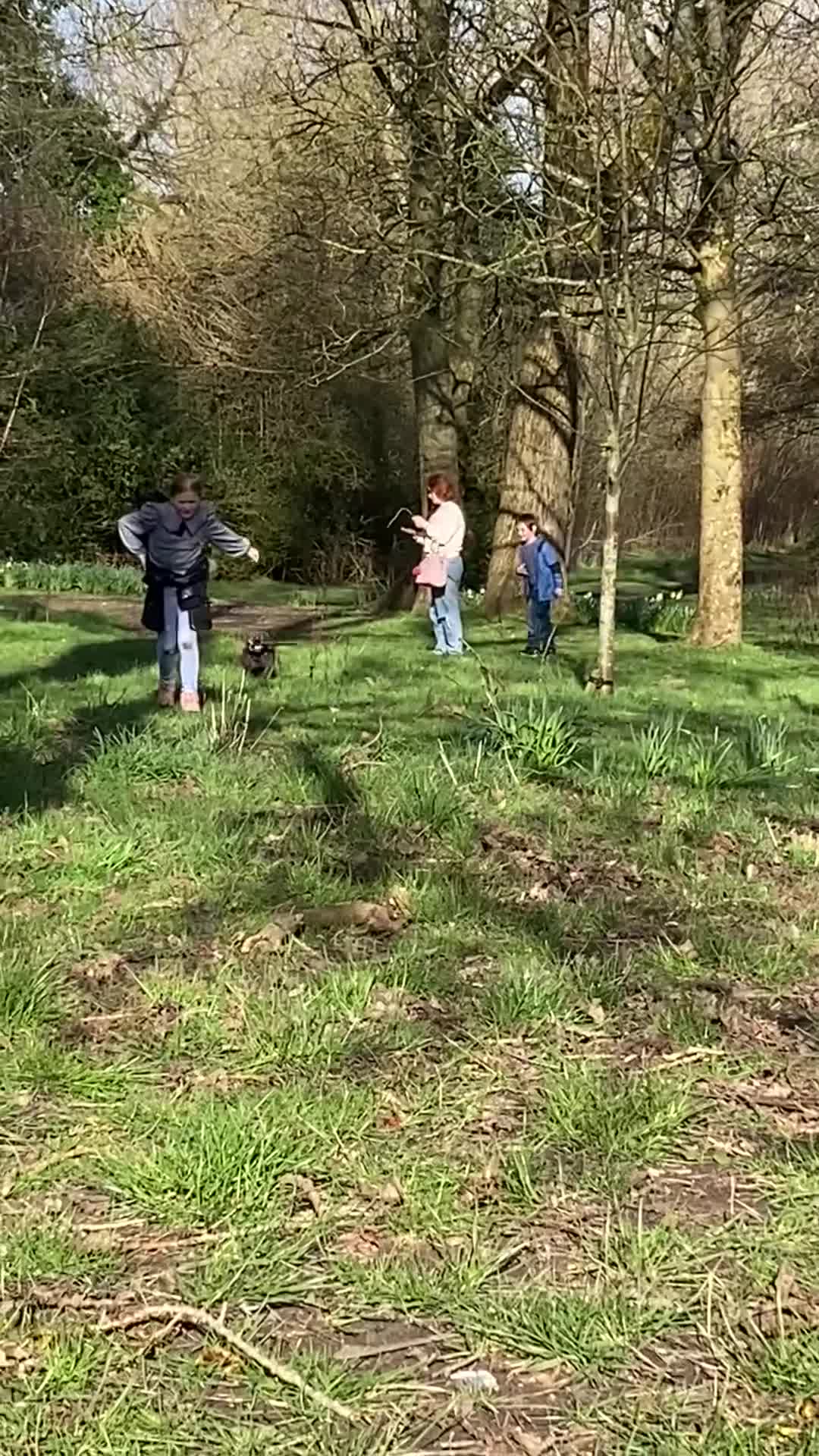 Staffordshire Bull Terrier dogs for sale: Shadow 4 years old  in Blackpool - Video 1