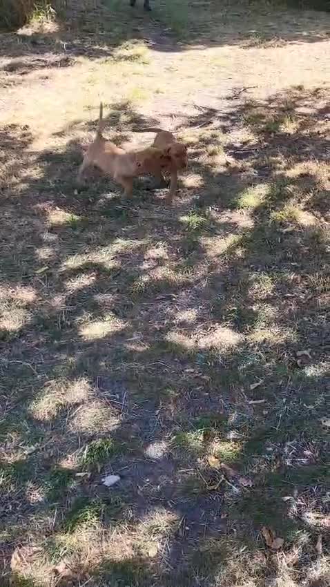 Labrador Retriever dogs for sale: Final Red collar girl puppy  Now ready 🥰 - Video 2