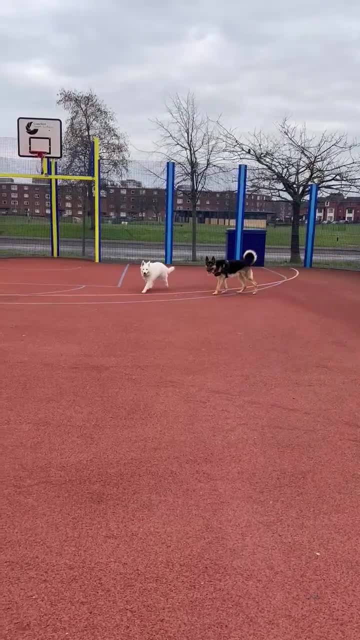 White Swiss Shepherd dogs for sale: 12 month White Swiss Shepherd  - Video 1