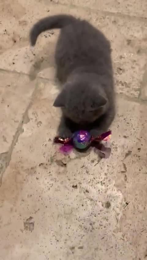 British Shorthair cats for sale: GCCF British Blue Kittens - Ready for  **   **  - Video 1