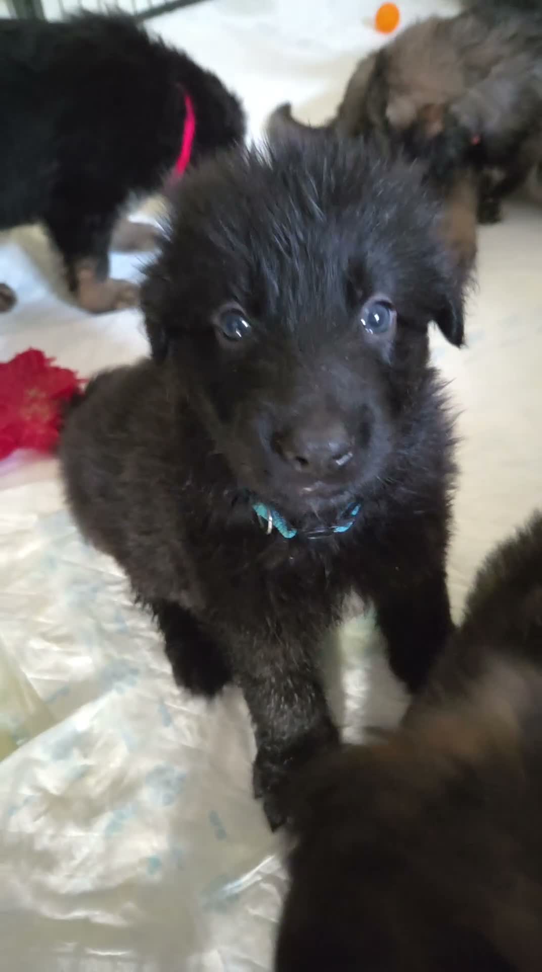 German Shepherd dogs for sale: German Shepherd Puppies - Video 2