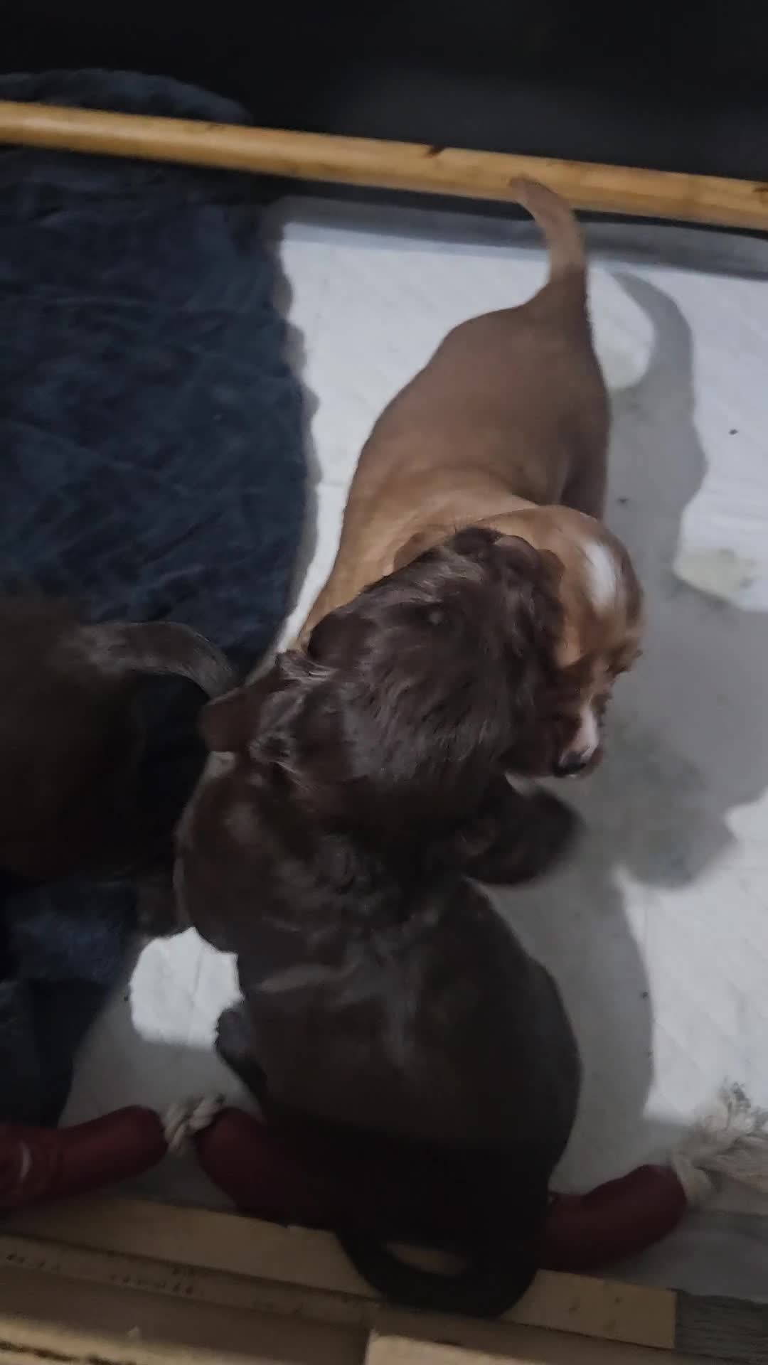 Cocker Spaniel dogs for sale: Cocker spaniel Puppies Males and females - Video 2