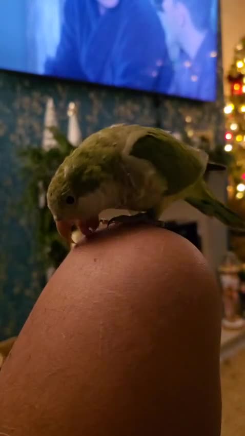 Cockatiels birds for sale: 2 quakers 250 each or pair for 400 - Video 2