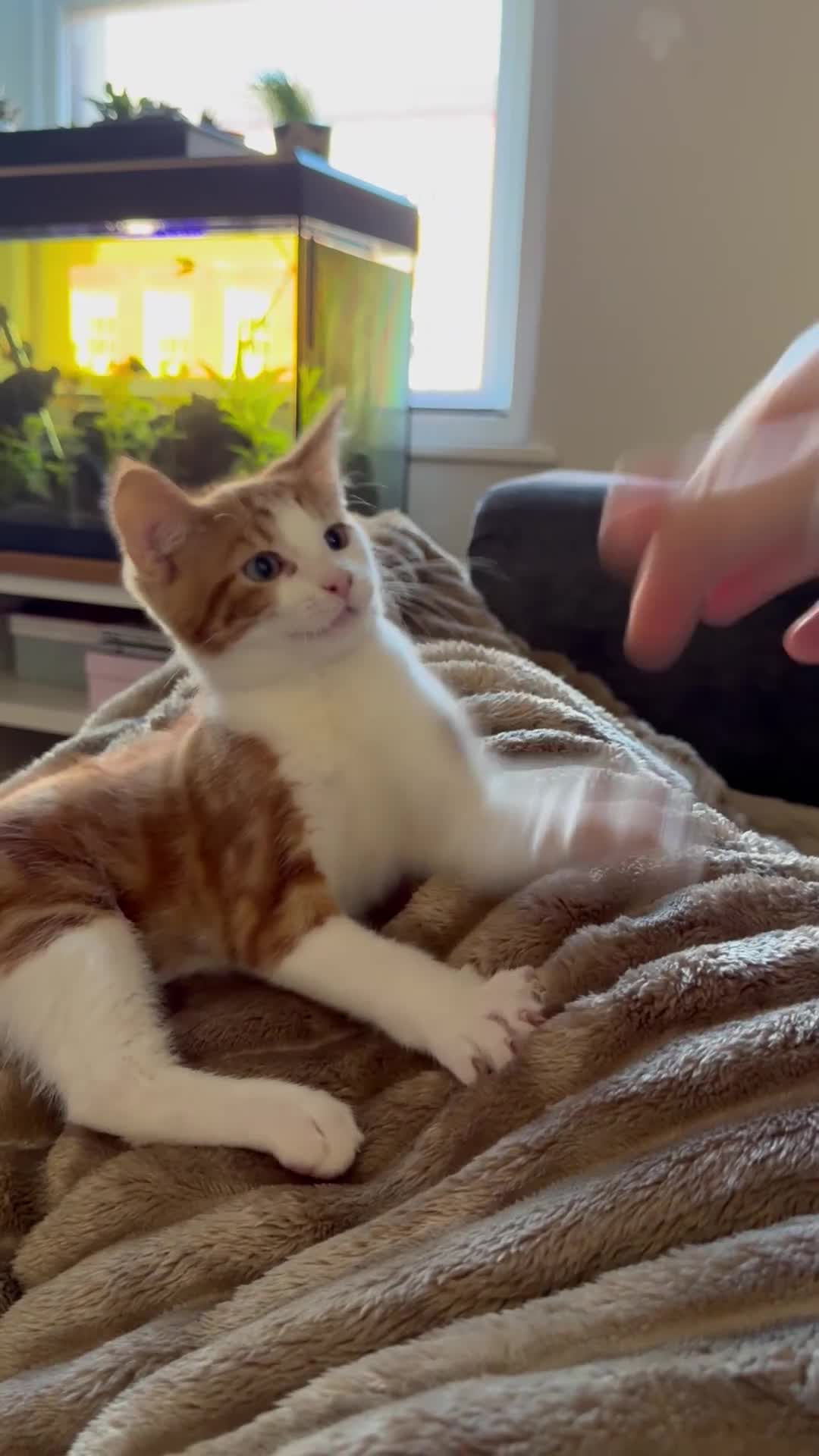 Domestic Shorthair cats for sale: Ginger kitten  - Video 1