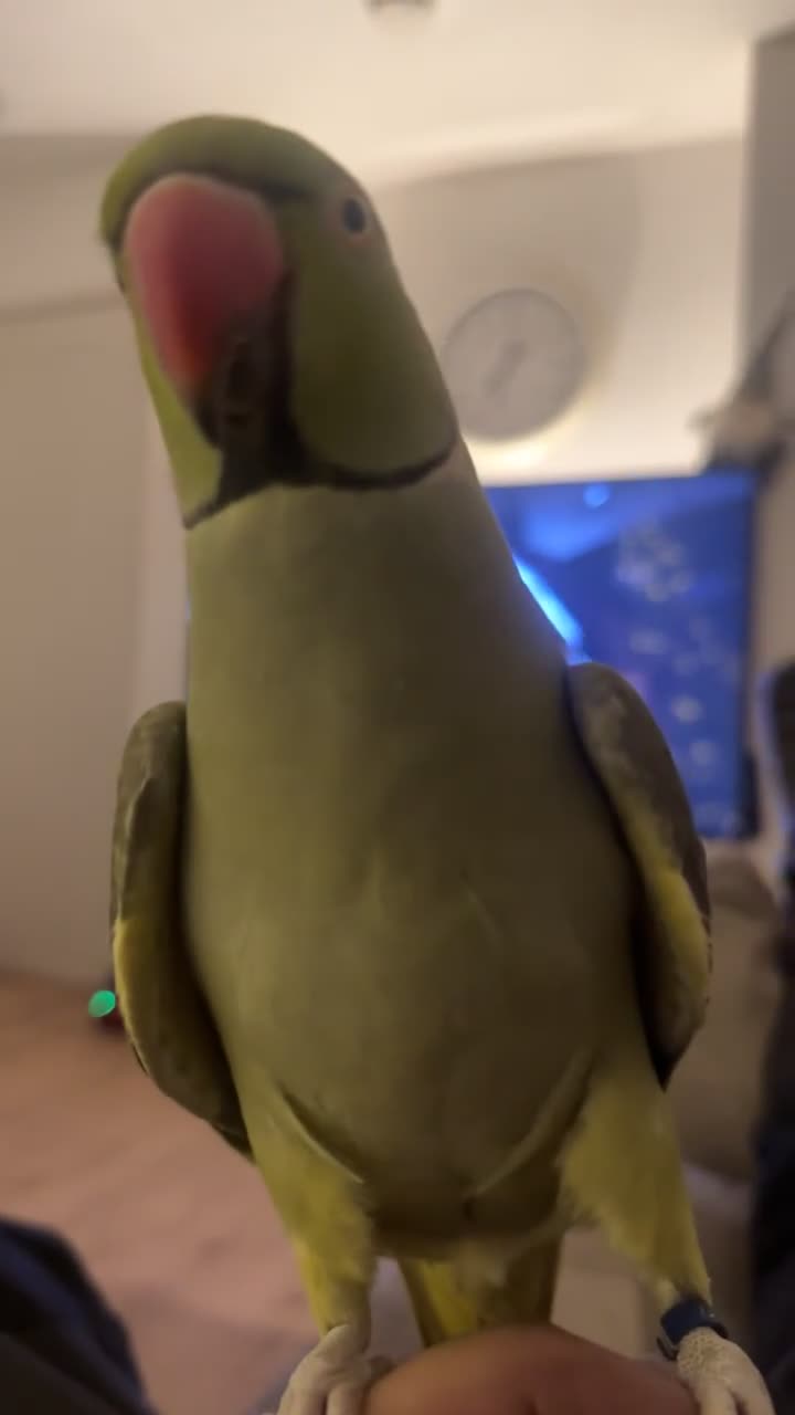 Ringnecks birds for sale: Mr Pea  - Video 1