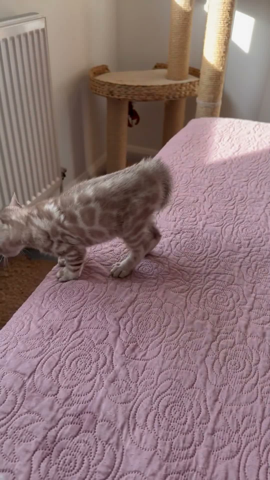 Bengal cats for sale: Blue-eyed Albinos Bengal Kittens, TICA-Active! 🏆 - Video 3
