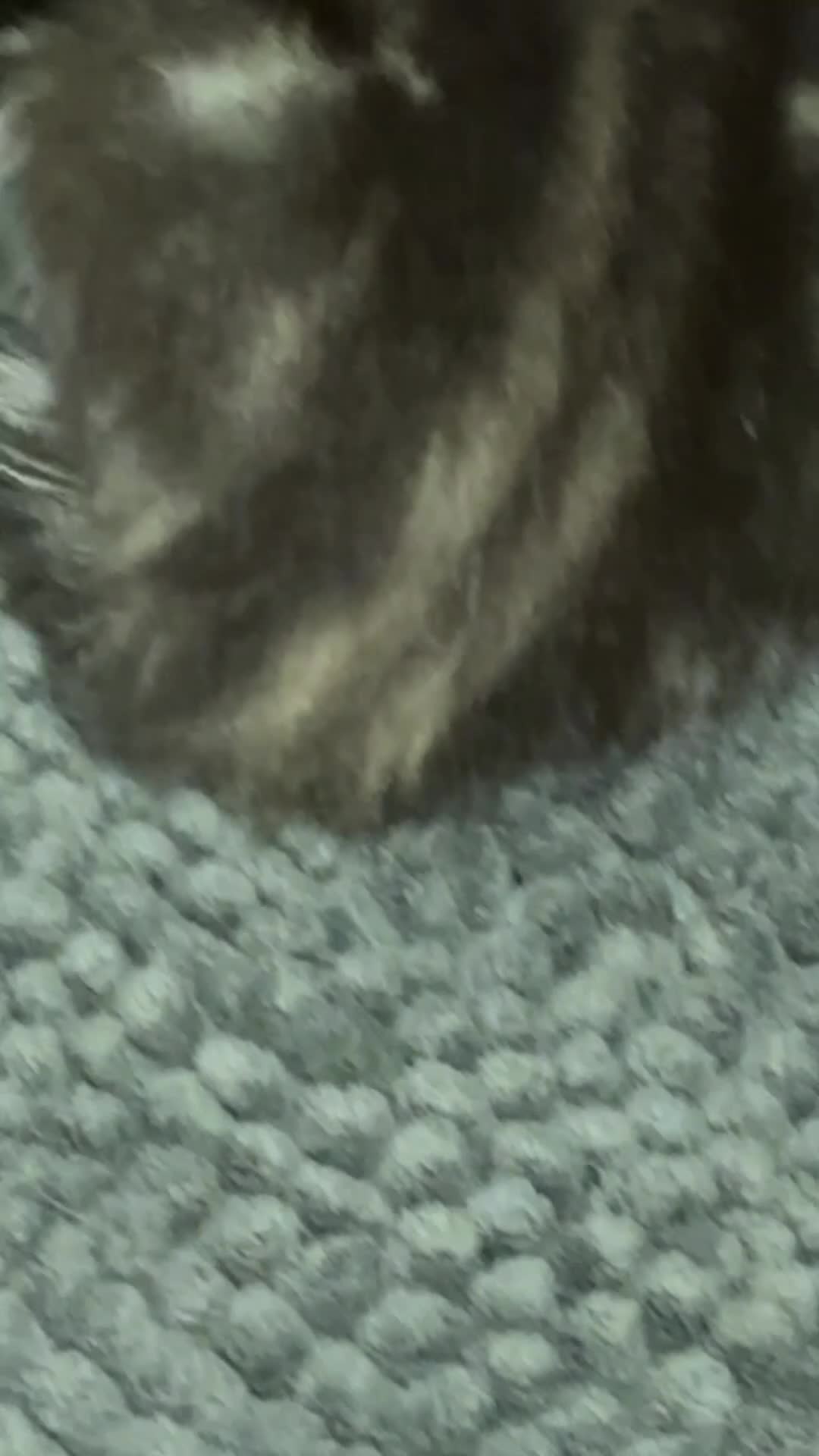 Bengal cats for sale: Bengal x nebelung girls  - Video 4