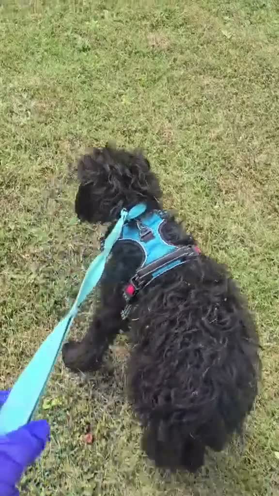 Mixed Breed dogs for adoption: Bert  - Video 3