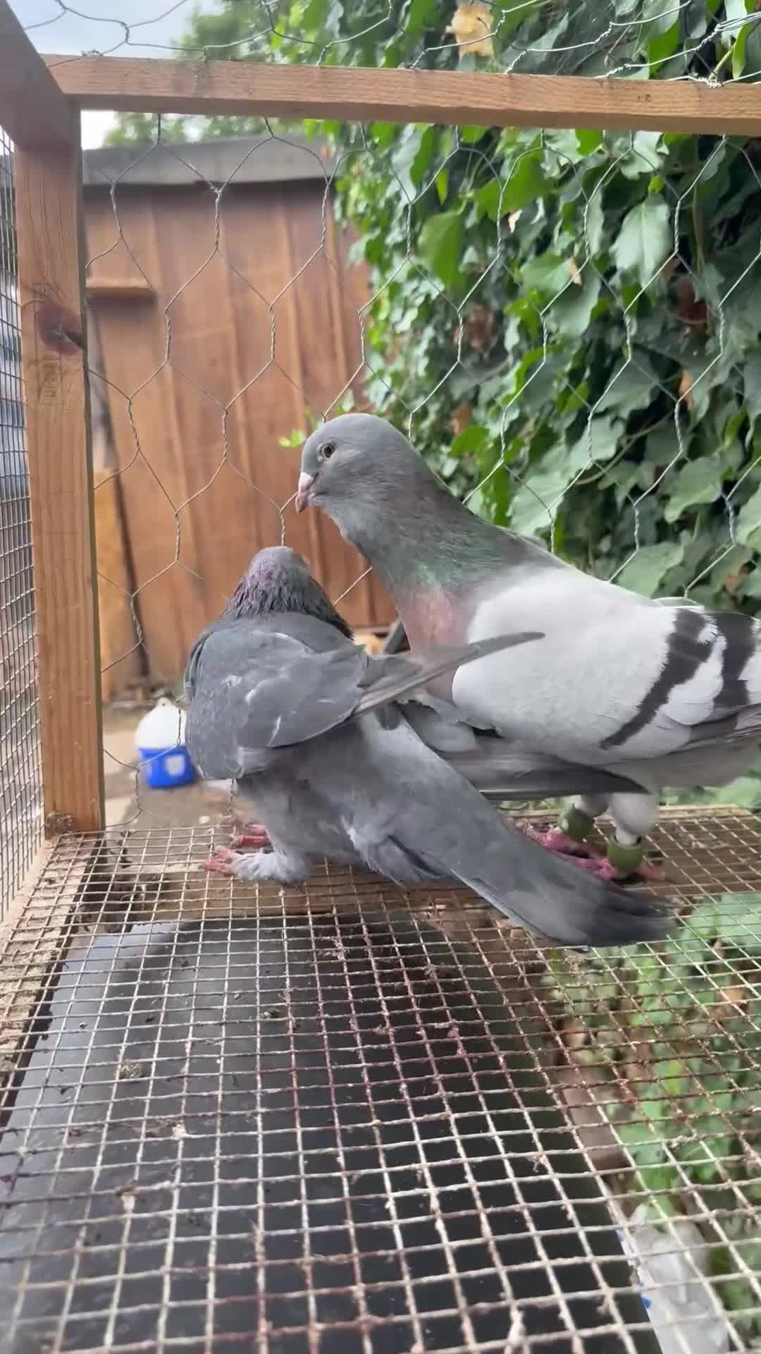 Pigeons birds for sale:  £30-£60. - Video 3
