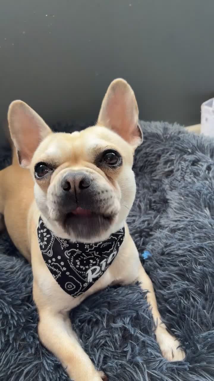 Mixed Breed dogs for sale: Frenchie Cross  - Video 1
