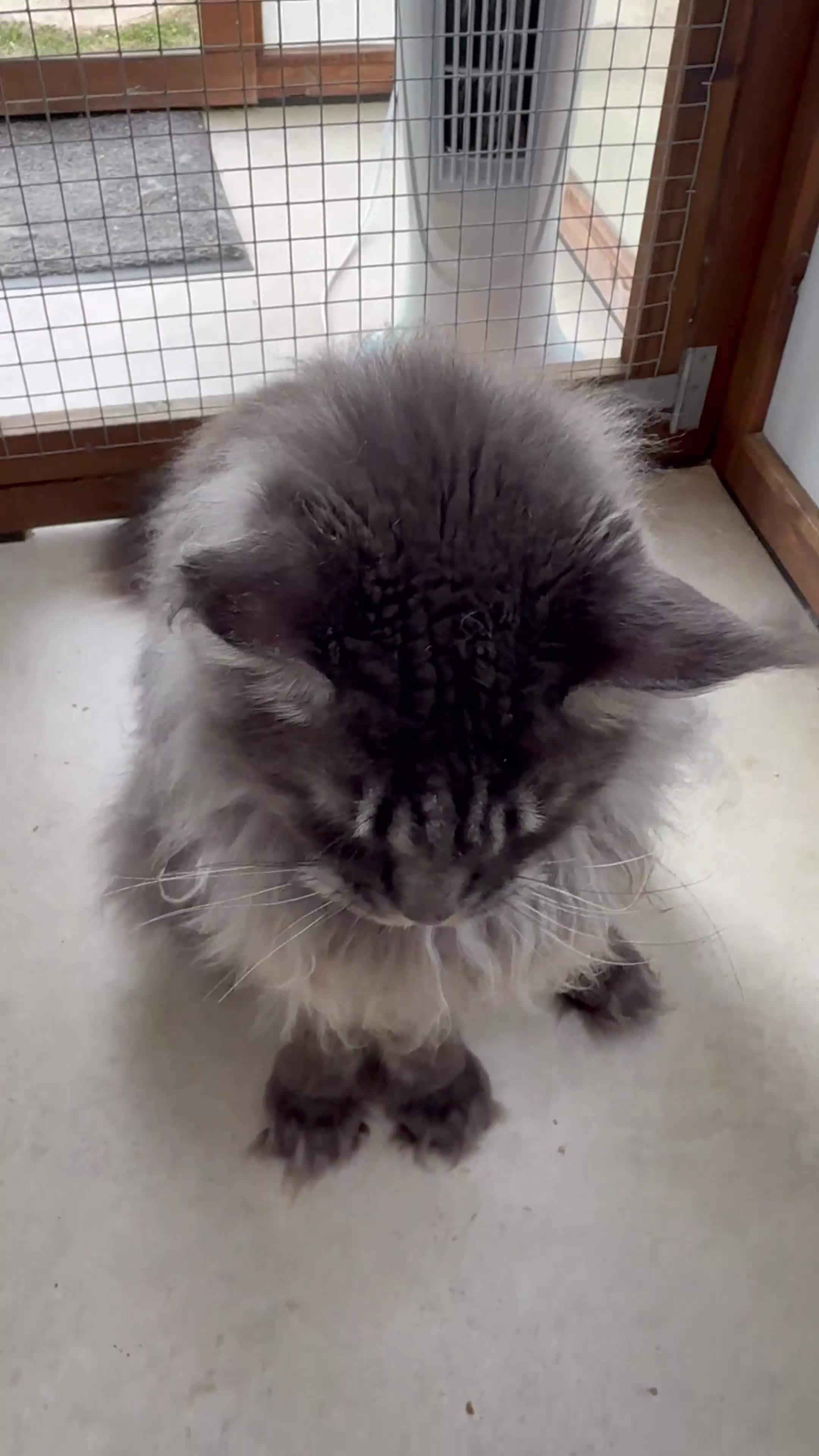 Maine Coon cats for sale: 2 MAINE COON BOYS - TO BE HOMED TOGETHER - Video 2