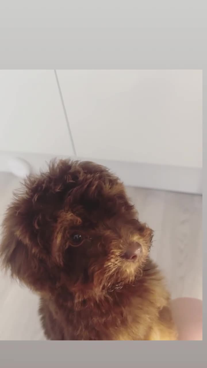 Cockapoo dogs for sale: Quality health tested miniature cockapoo girl! - Video 1
