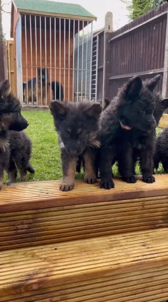 German Shepherd dogs for sale: German shepherd top class - Video 2