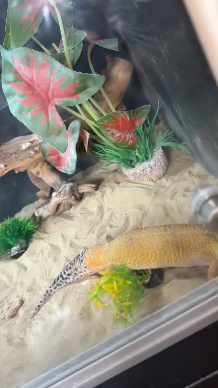 Leopard Gecko reptiles for sale: Leopard geckos  - Video 1