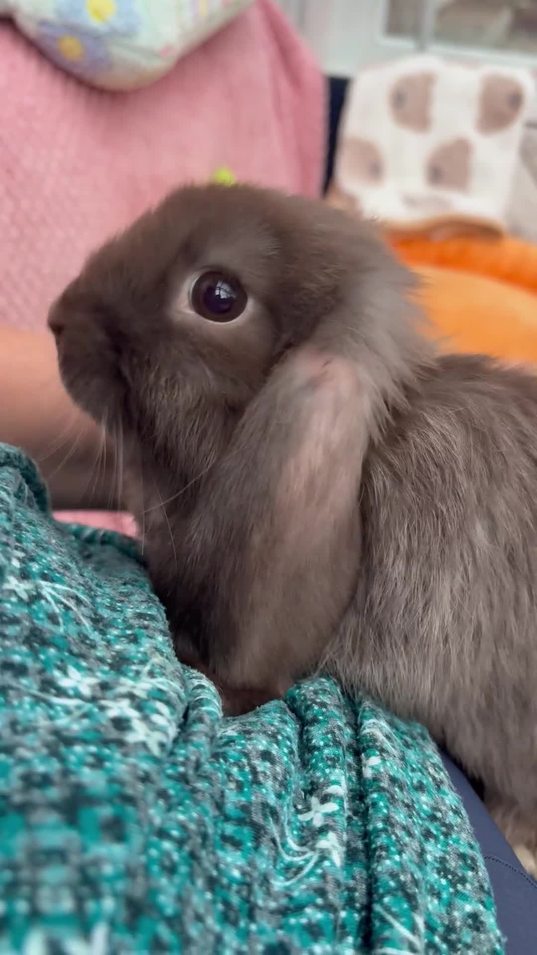 Mini Lop rabbits for sale: Mini lops-raised indoors-vaccinated  - Video 1