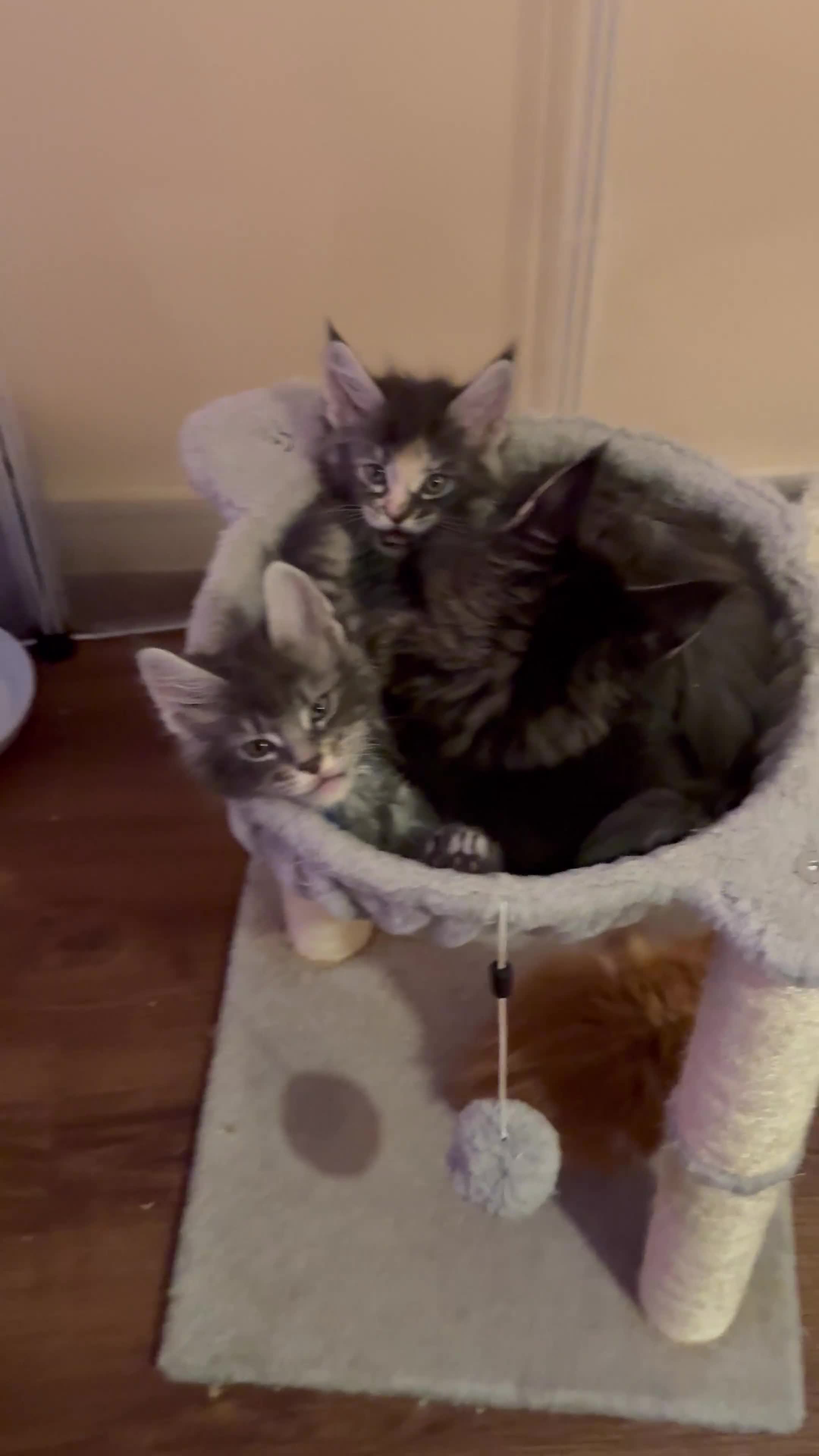 Maine Coon cats for sale: Fully registered Maine Coon kittens  - Video 3