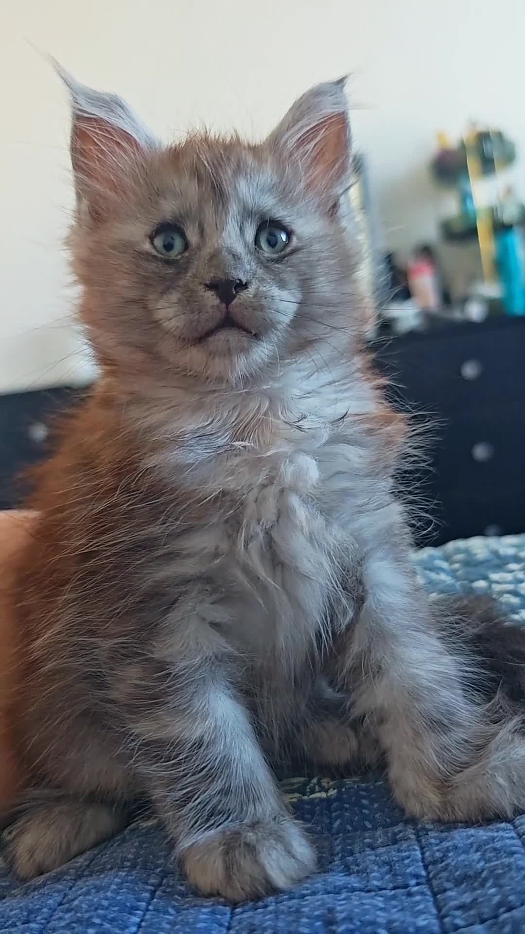 Maine Coon cats for sale: MaineCoon World Champion Bloodlines/London  - Video 5