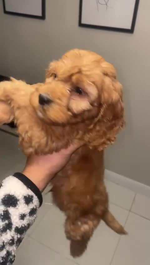 Cockapoo dogs for sale: ❤️NOW REDUCED❤️…X1 BOY (health tested) - Video 3