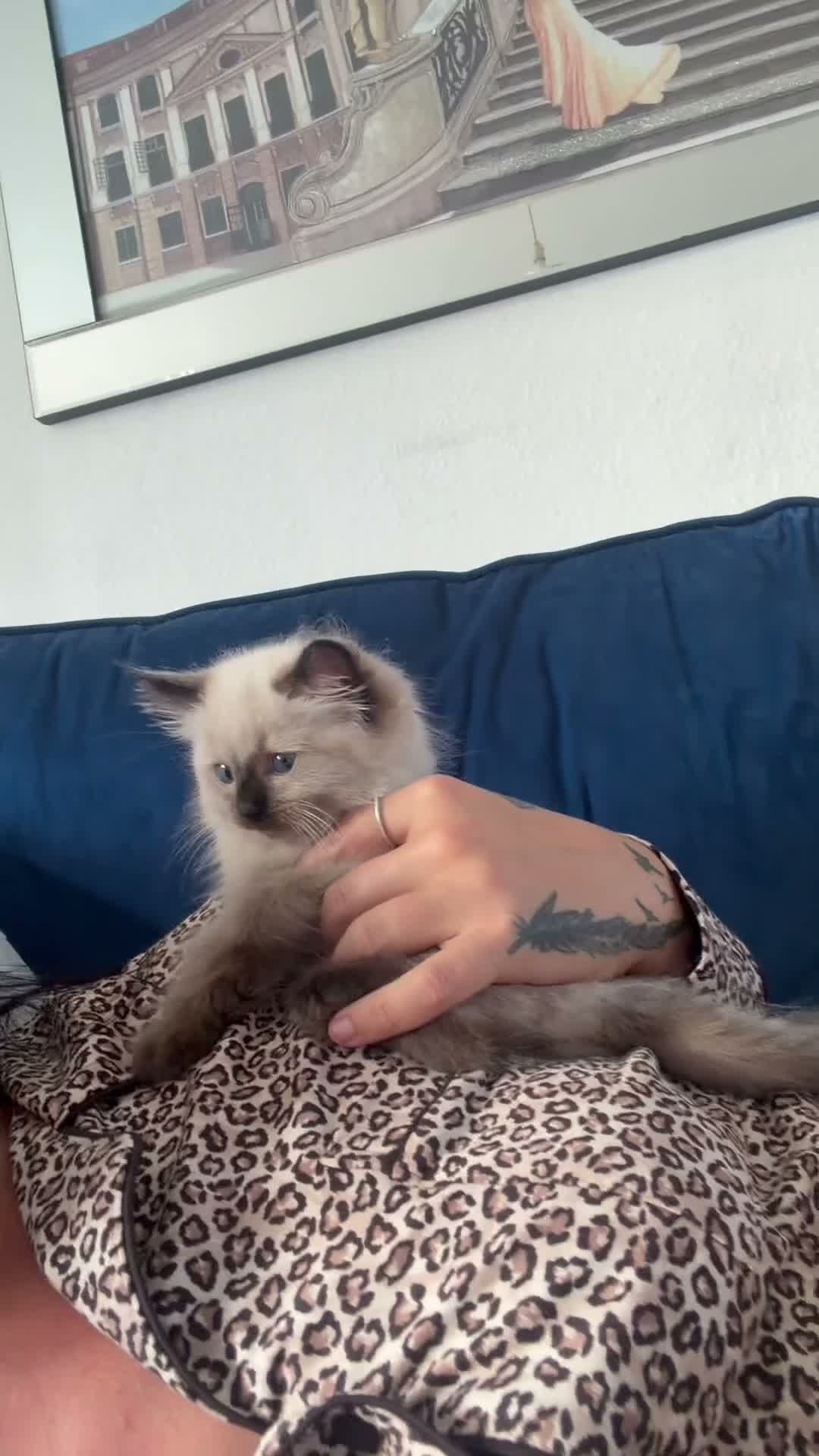 Ragdoll cats for sale: 1 girl left Seal point ragdoll - Video 1